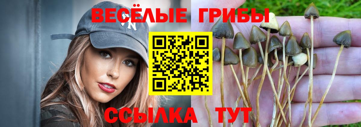 Псилоцибиновые грибы Psilocybine cubensis Коммунар